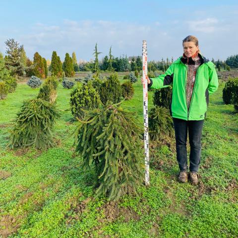 Picea abies 'Inversa'